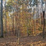 A serene autumn forest scene at Long Cove Resort and Marina with tall trees, vibrant foliage, and sunlight filtering through the branches.