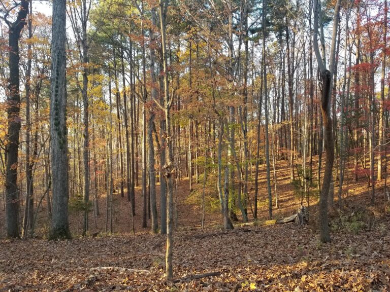 A serene autumn forest scene at Long Cove Resort and Marina with tall trees, vibrant foliage, and sunlight filtering through the branches.